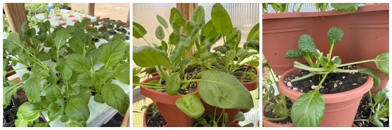 foodiesbeehive-hivegarden-spinach-4 (1).jpg