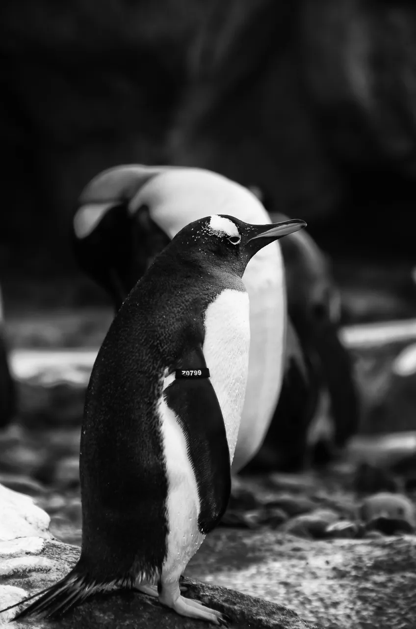 Calgary Zoo May 28 2012-3764-Edit.JPG