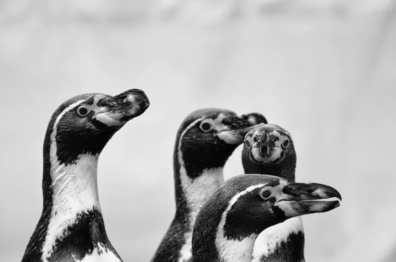 Calgary Zoo May 28 2012-3267-Edit.JPG