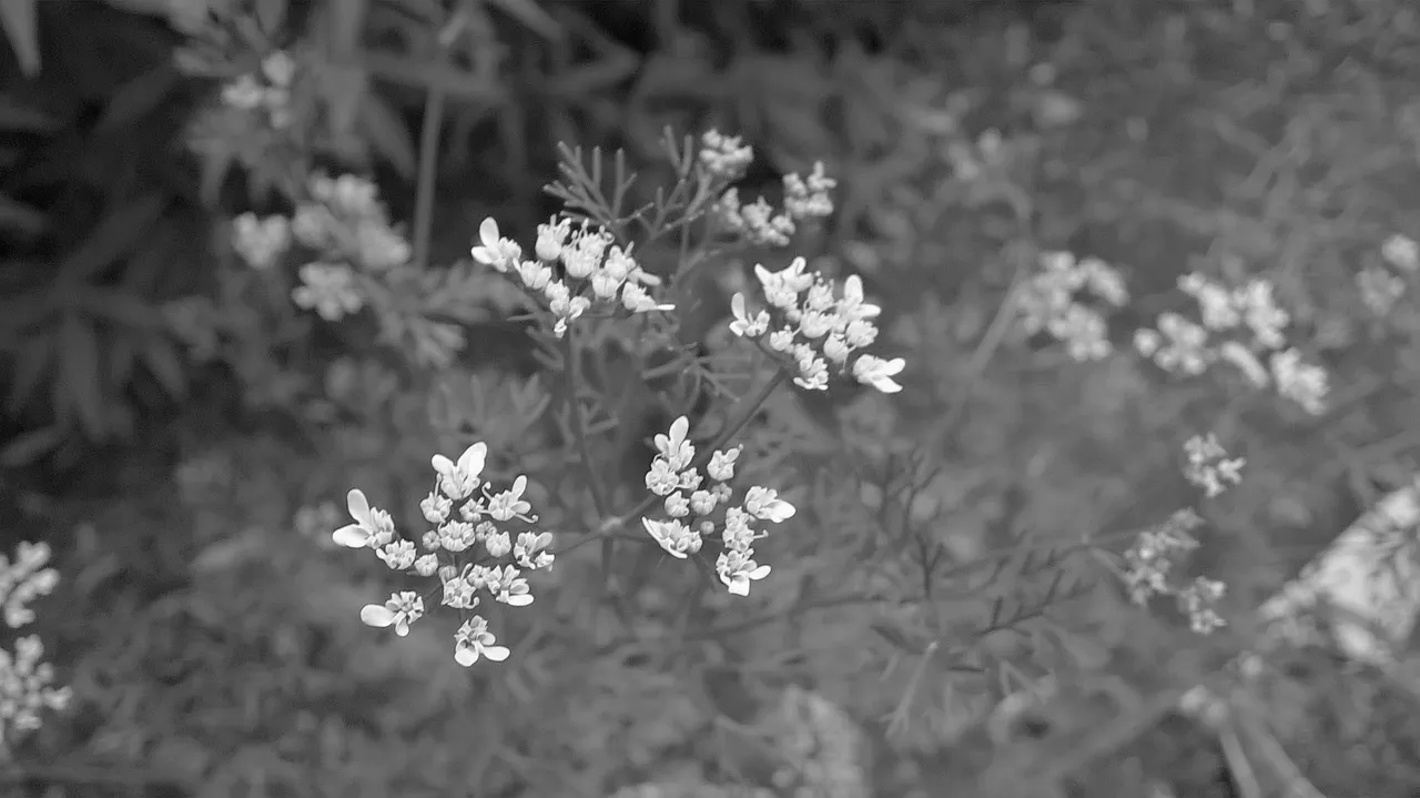 WP_20210603_01_16_12_Pro20210603015210[1].jpg