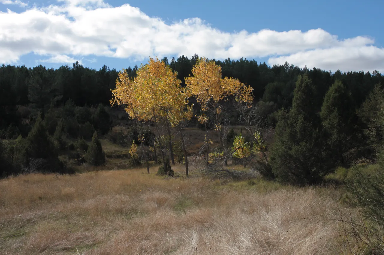 AUTUMN WILDMONK NFT´s IMG_1942.JPG