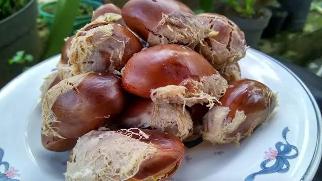 https://s3.us-east-2.amazonaws.com/partiko.io/img/zefy-sudah-pernah-makan-biji-durian-belum-4zkfkubb-1537300000621.png