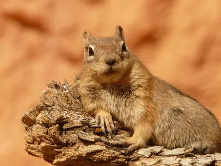 golden-mantled-ground-squirrel-4588__340.jpg