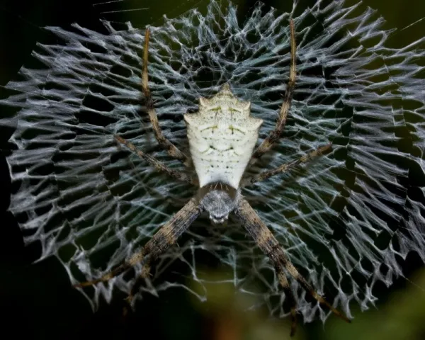 spiders-decorate-webs_10132_2_1512945469.jpg