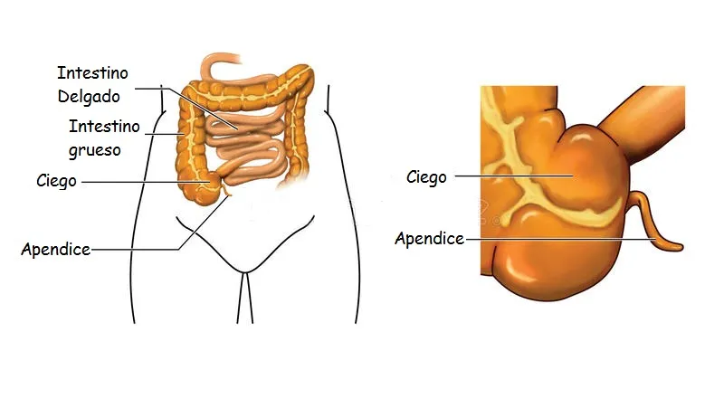 intestino-ciego-y-apéndice-25232920.jpg