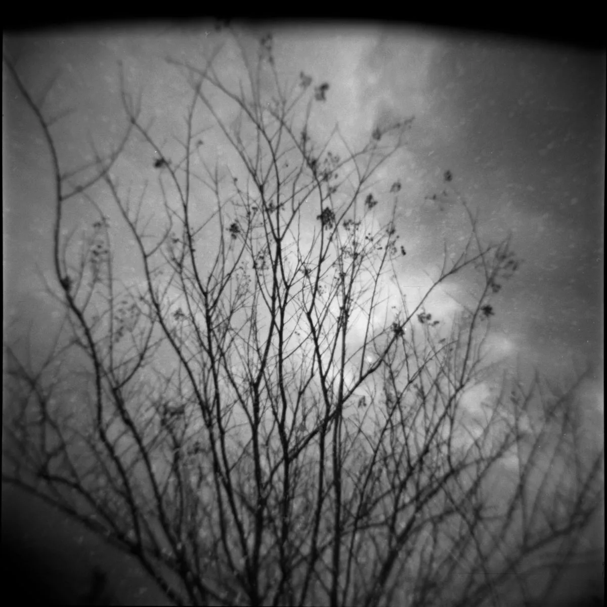 Fomapan_400_2_Holga_by_Victor_Bezrukov-1.jpg