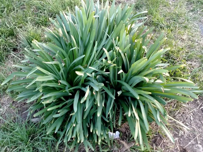Surprise Lily IMG_20180428_195551067.jpg