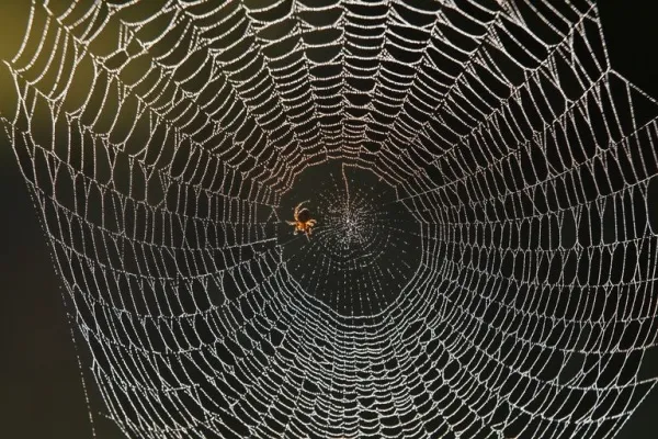 spiders-decorate-webs_10132_3_1512945470.jpg