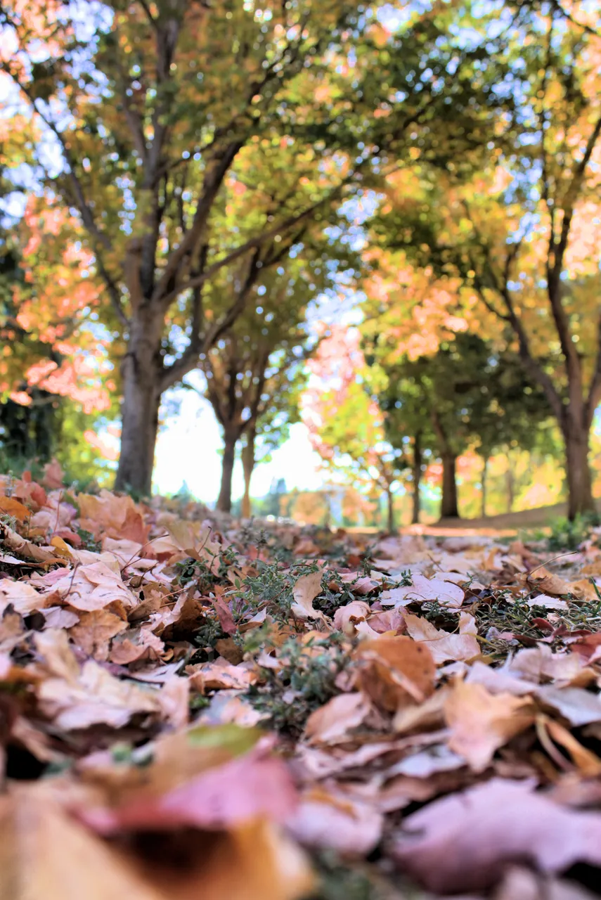 thursday colorfulphotography (trees).png