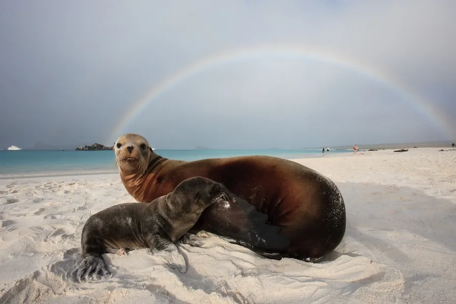 galapagos-sea-leon-foto-per-gunnar-ostby.jpg