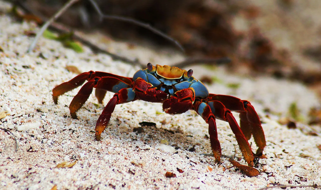 1280px-Sally_Lightfoot_crab_(4202517962).jpg