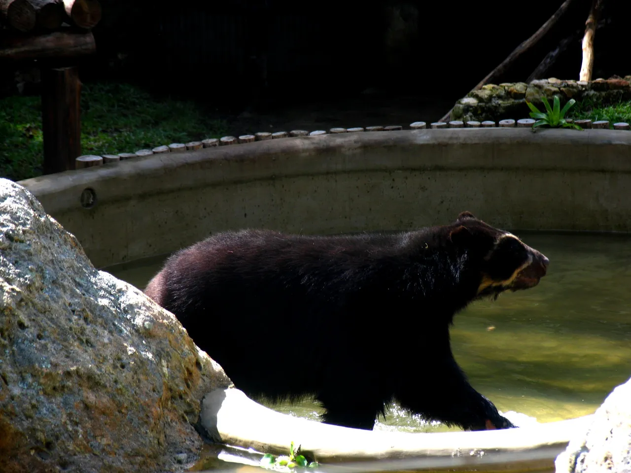 41. Oso Frontino o de anteojos.jpg