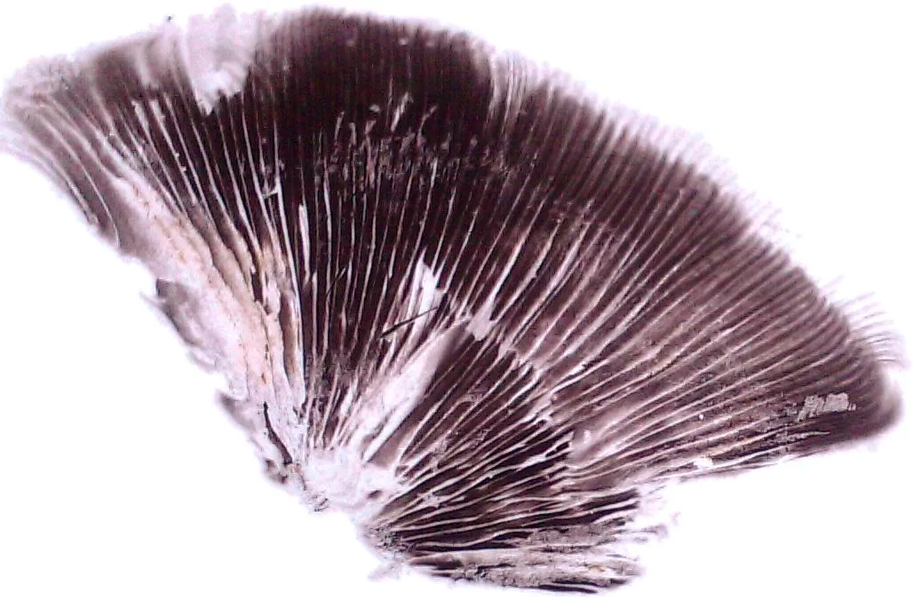 Psathyrella_candolleana_spore_print_edit.jpg