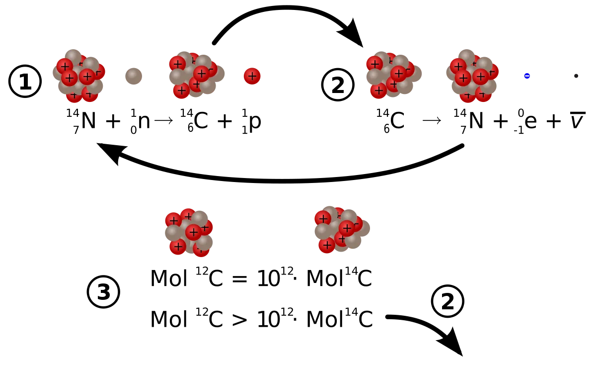 1200px-Carbon_14_formation_and_decay.svg.png