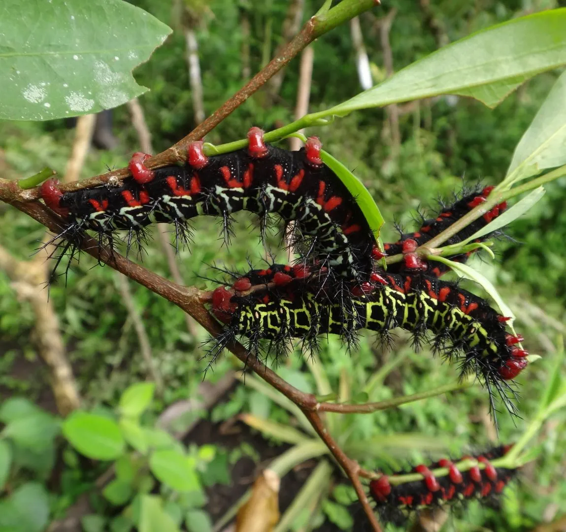 orugas-verde-roja-negra-mata-coca-1080px.jpg