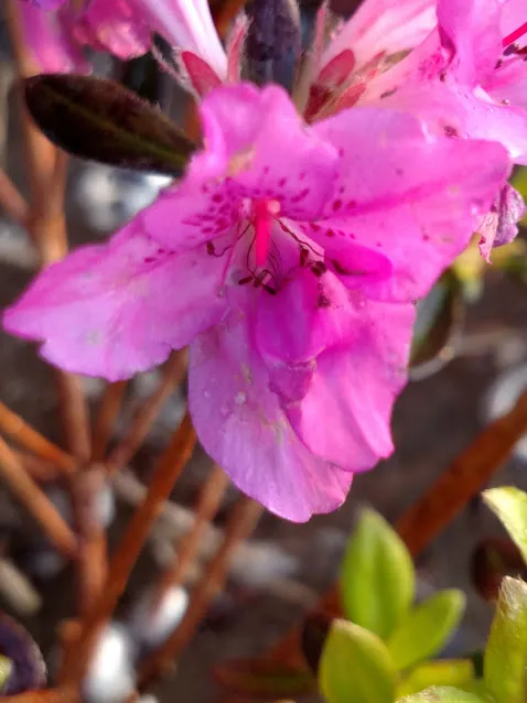 Azalea Flower IMG_20180428_193714546.jpg