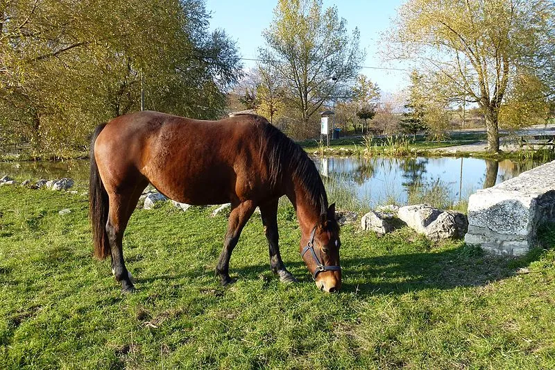 Cavallo_al_pascolo_a_Juvanum_-_panoramio.jpg