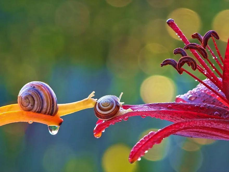1-Snail-looking-at-another-snail039s-ass.jpg