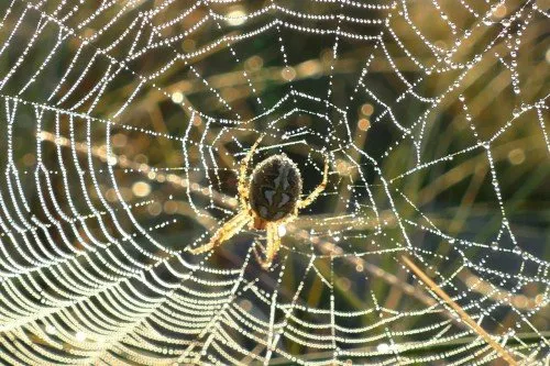 spider-web-1599476_12801d80e.md.jpg
