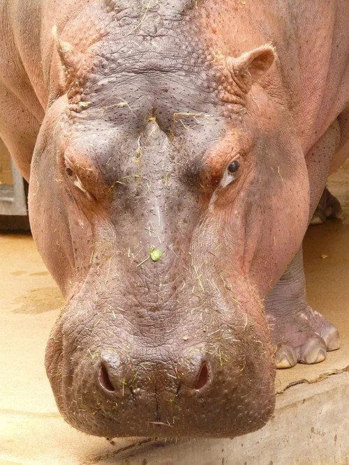 hippopotamus-91182_1280cb1cf.md.jpg