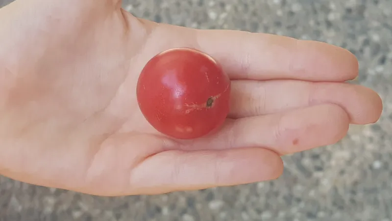 cherrytomatoes2.png