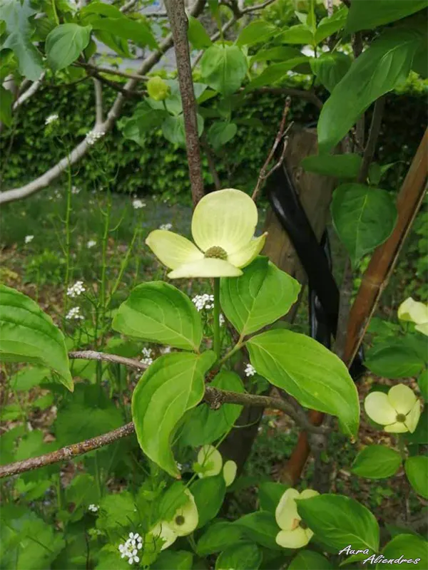 CornusfloridaL.2.png