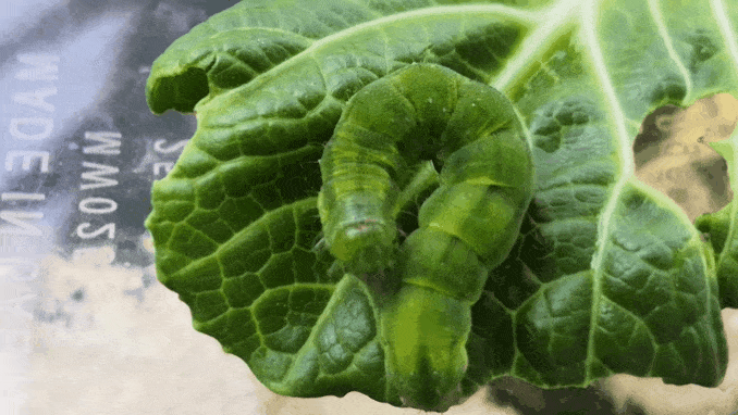 20200405_160001.gif