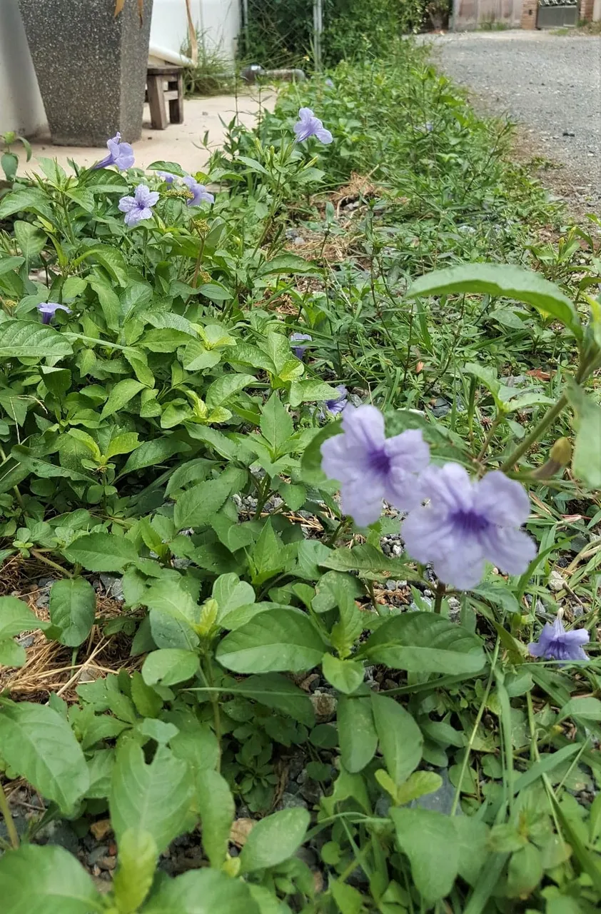 Ruellia2 2.jpg