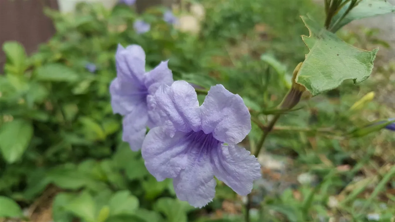 Ruellia1 2.jpg