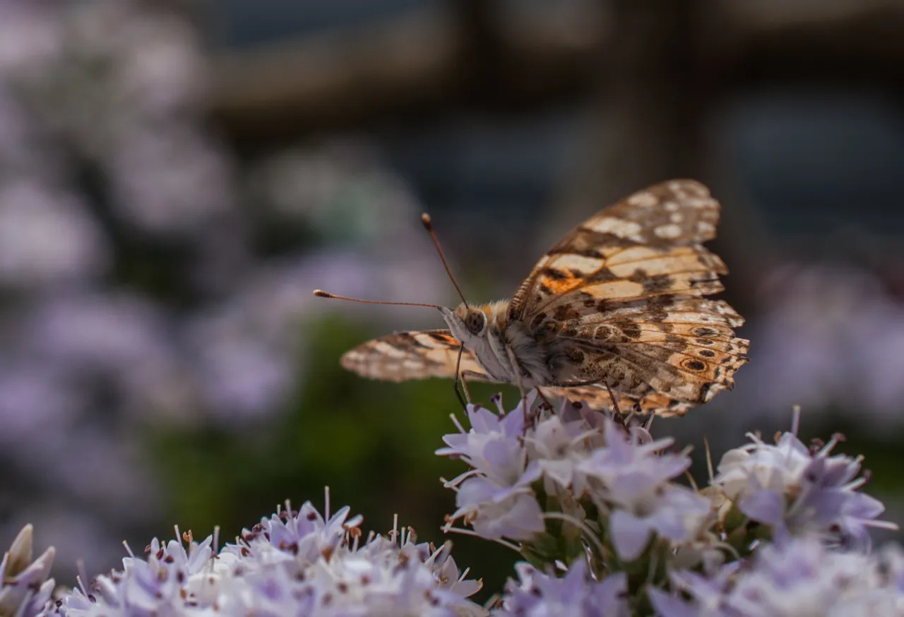 butterfly04barge.jpg