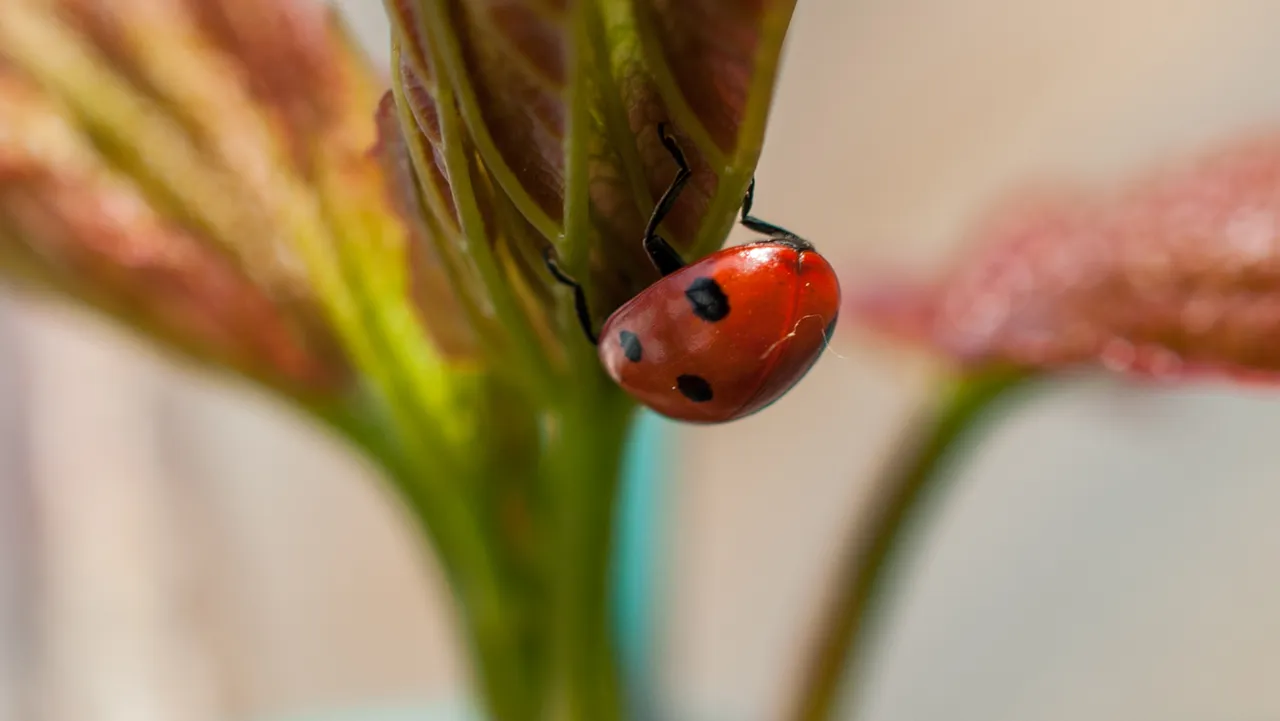 ladybird04 barge.jpg