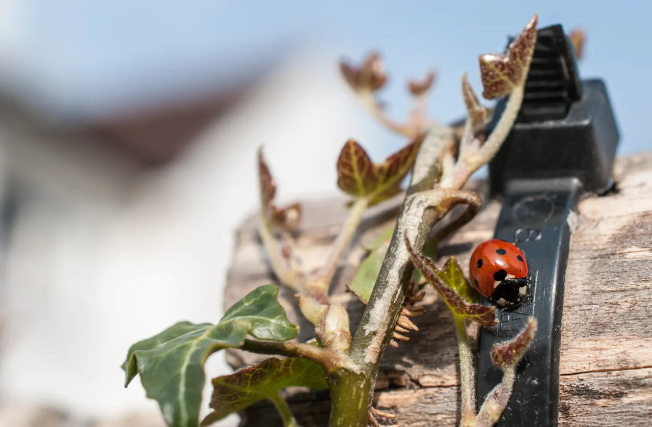 ladybird08 barge.jpg