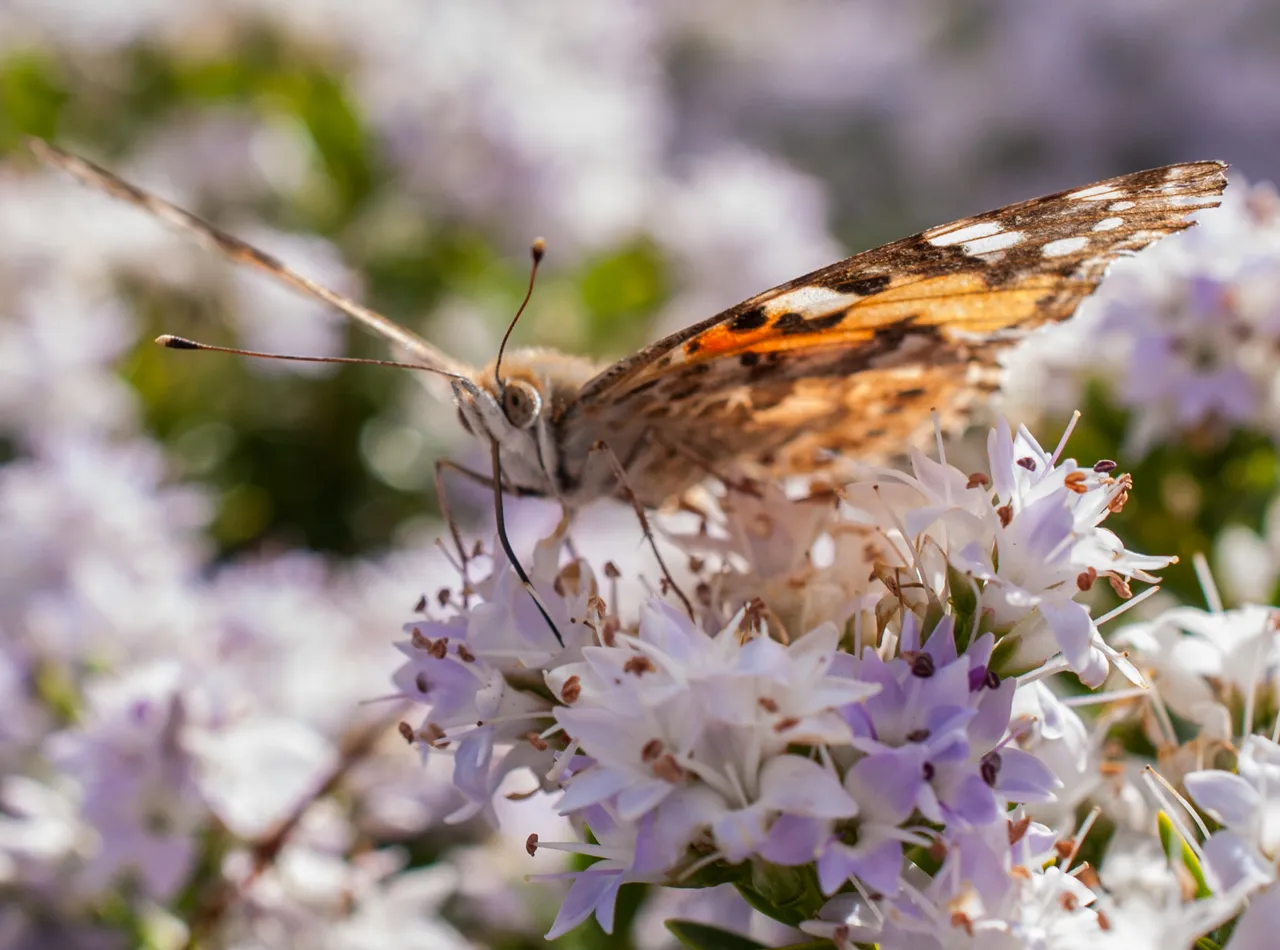 butterfly07barge.jpg