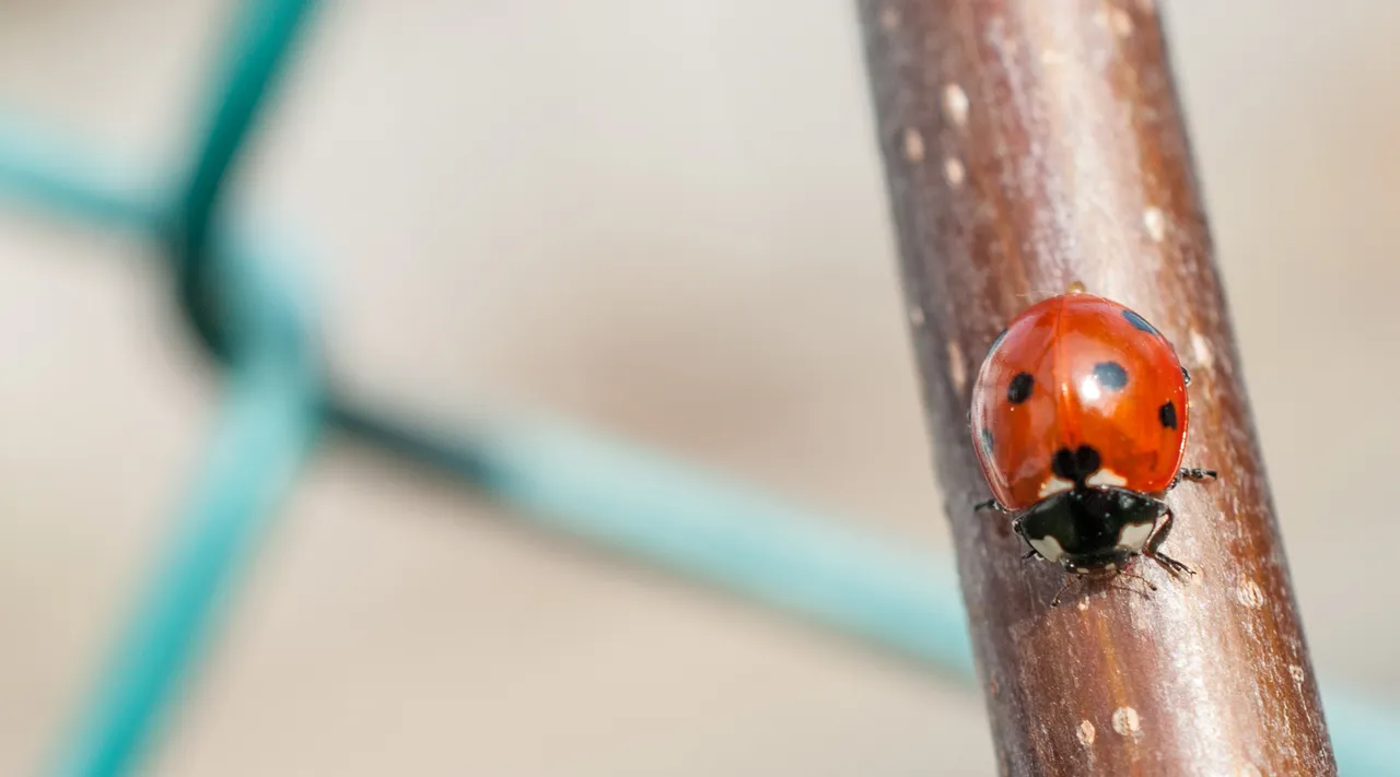 ladybird02 barge.jpg