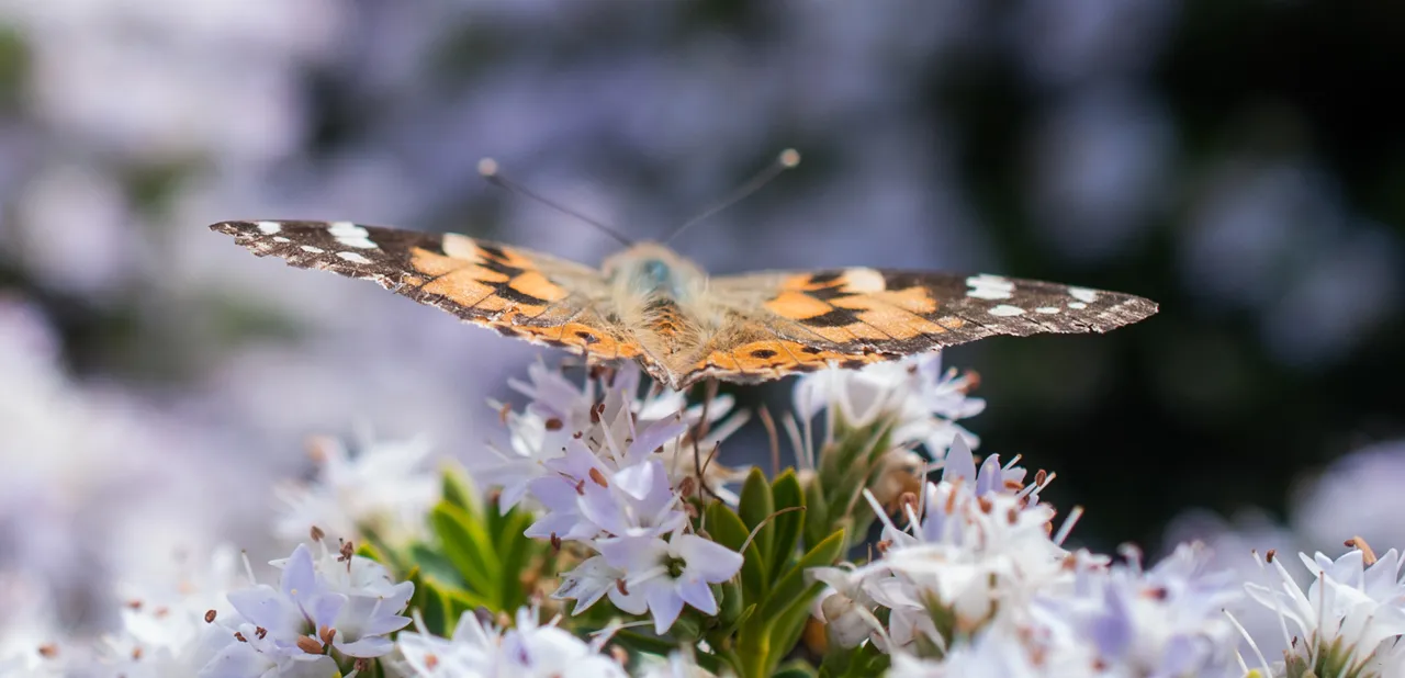 butterfly05barge.jpg