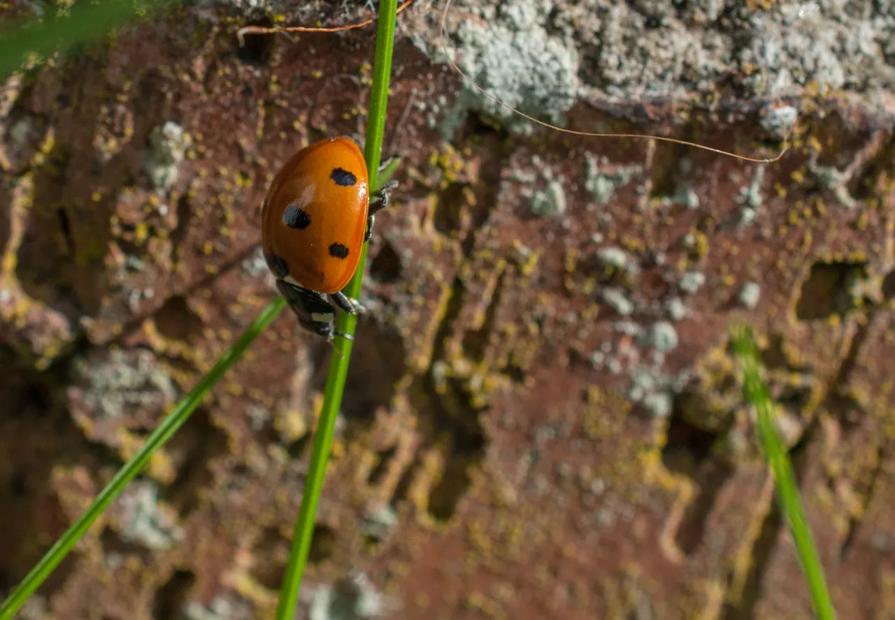 ladybird09 barge.jpg