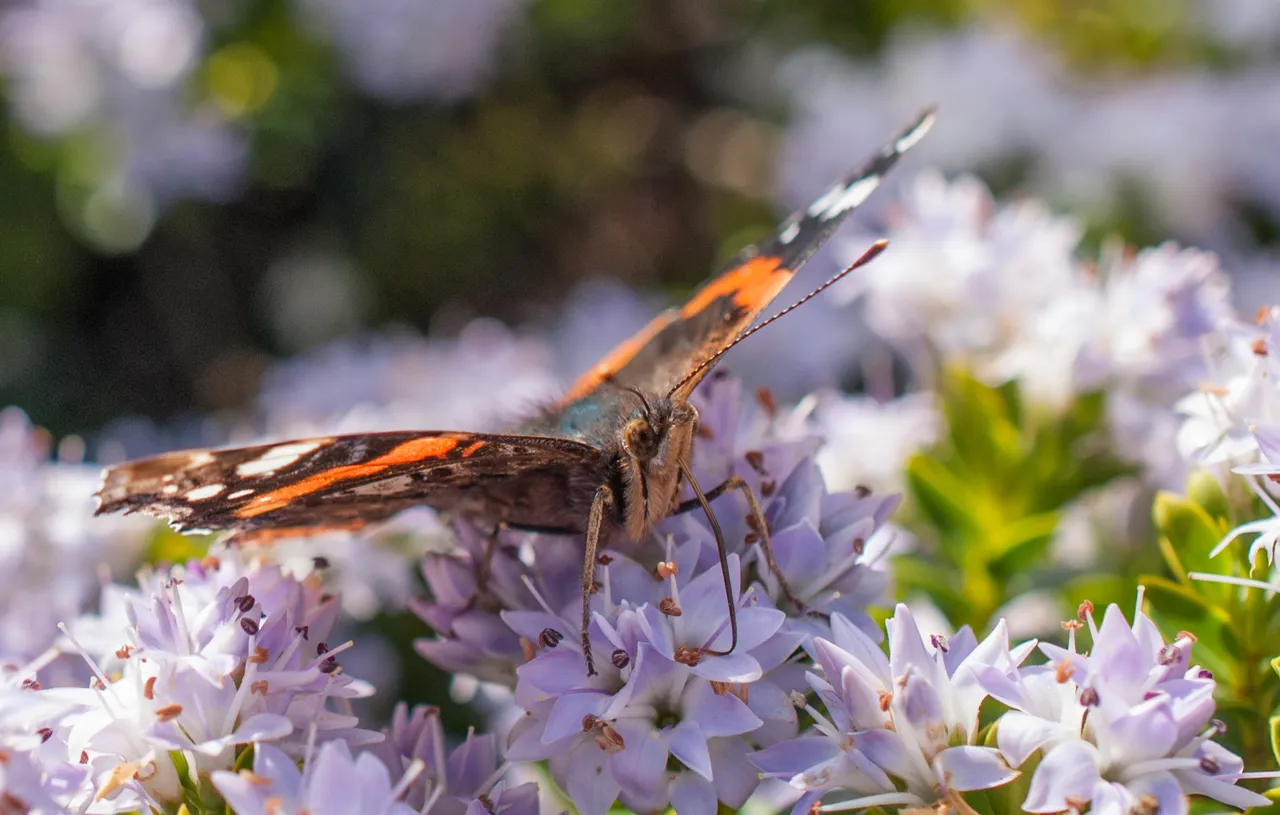 butterfly06barge.jpg