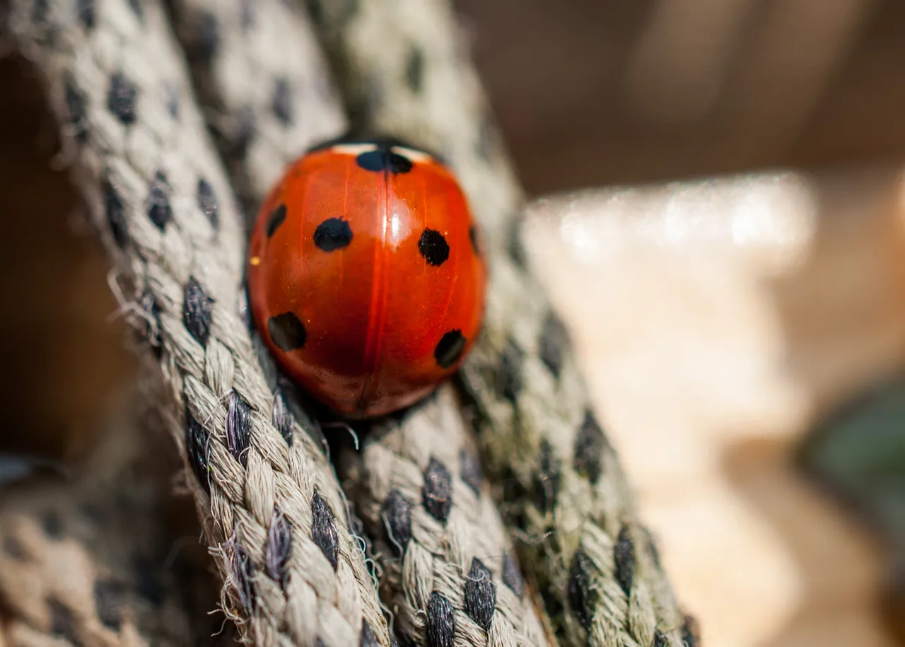 ladybird10 barge.jpg