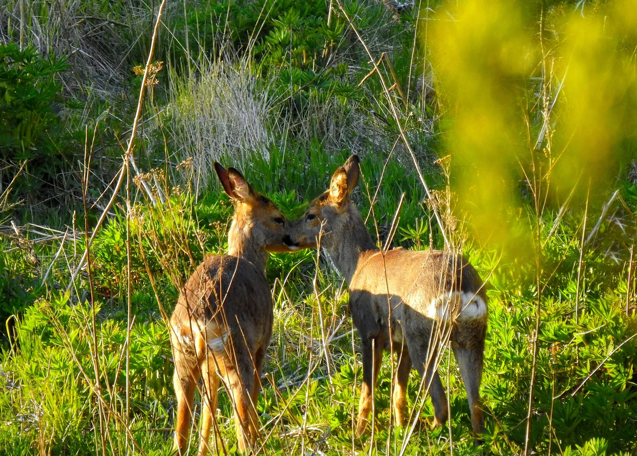 DSCN5771.afphoto3.jpg