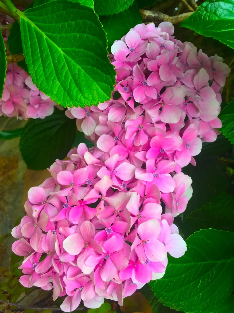 PINK 2.jpg