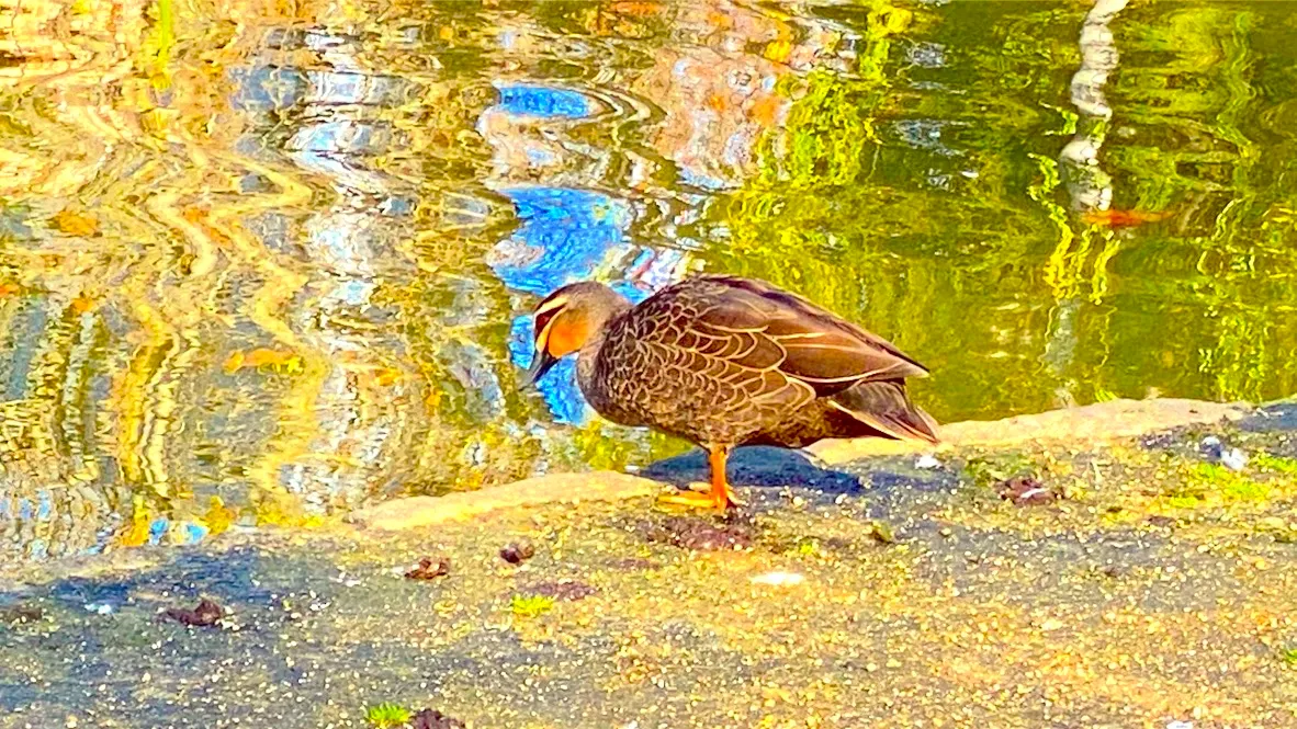 duck 2.jpeg