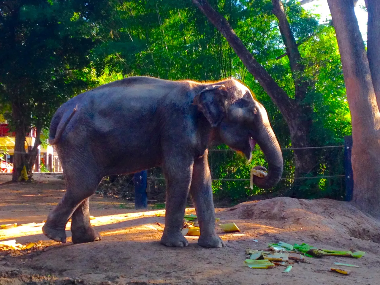 elephant.JPG