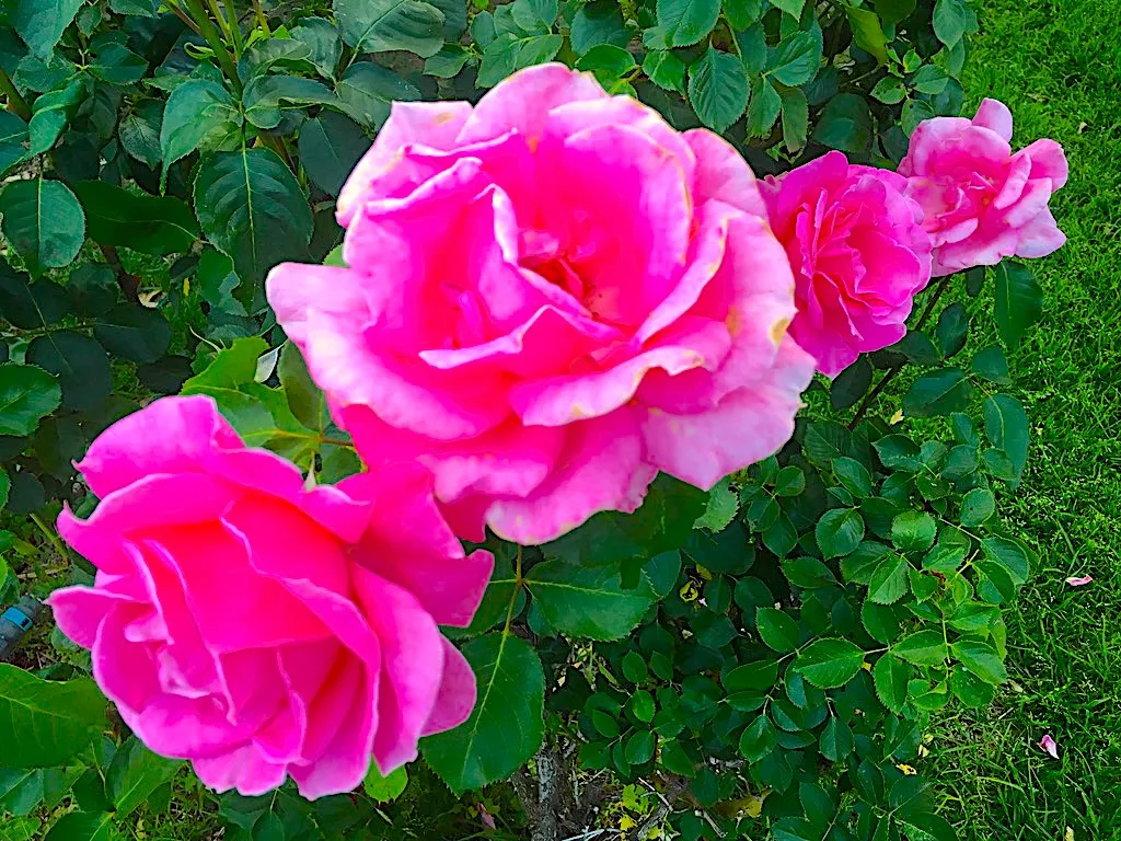 PINK 5.jpg