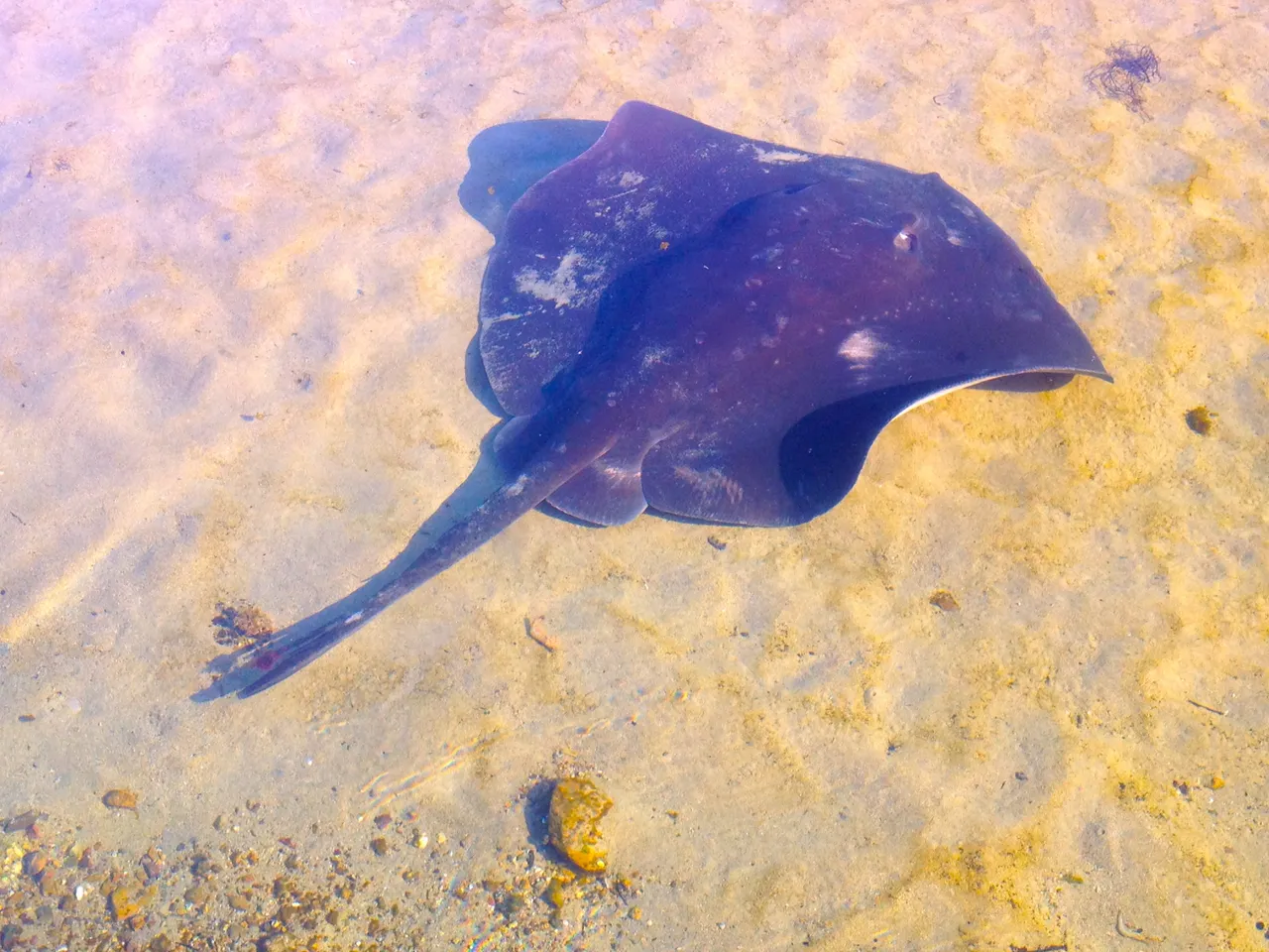 stingray.JPG