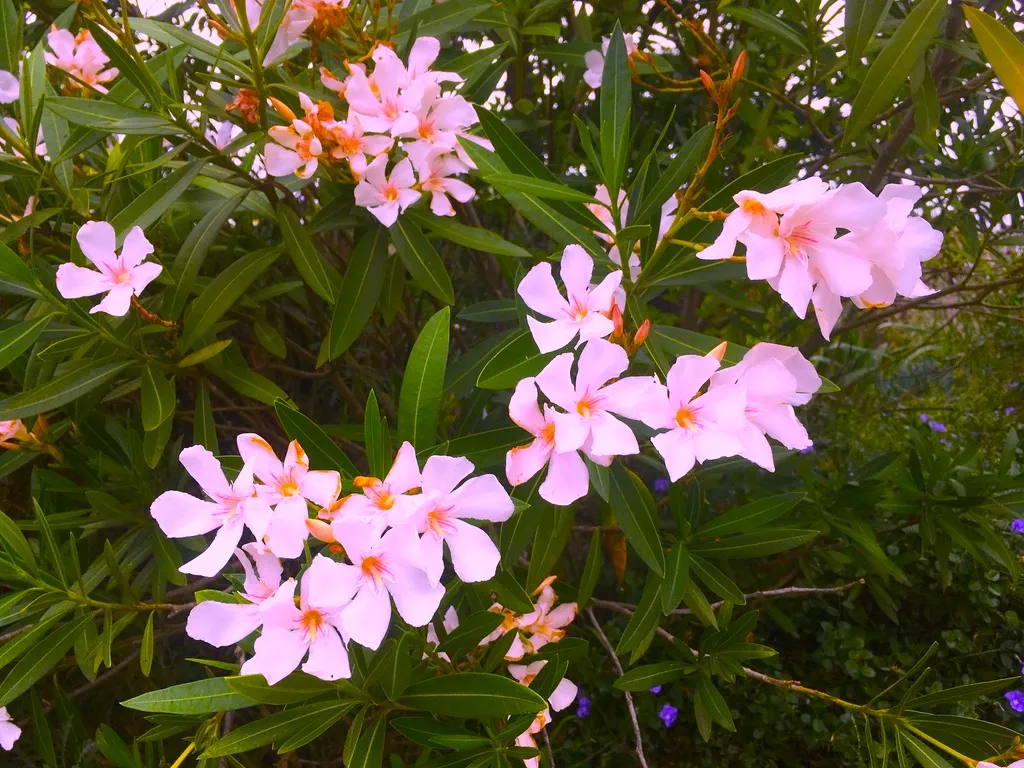 PINK 3.jpg