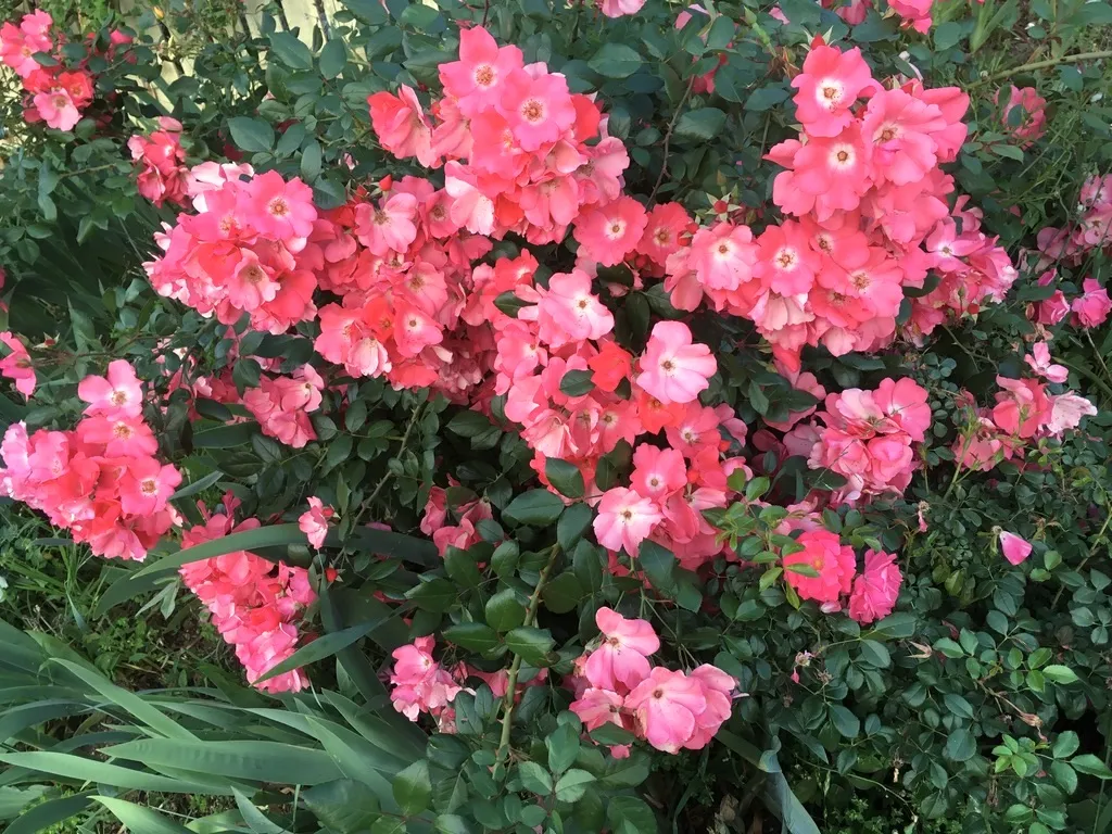 PINK 4.jpg