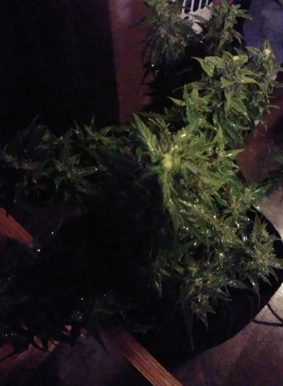 20201215_204516.jpg