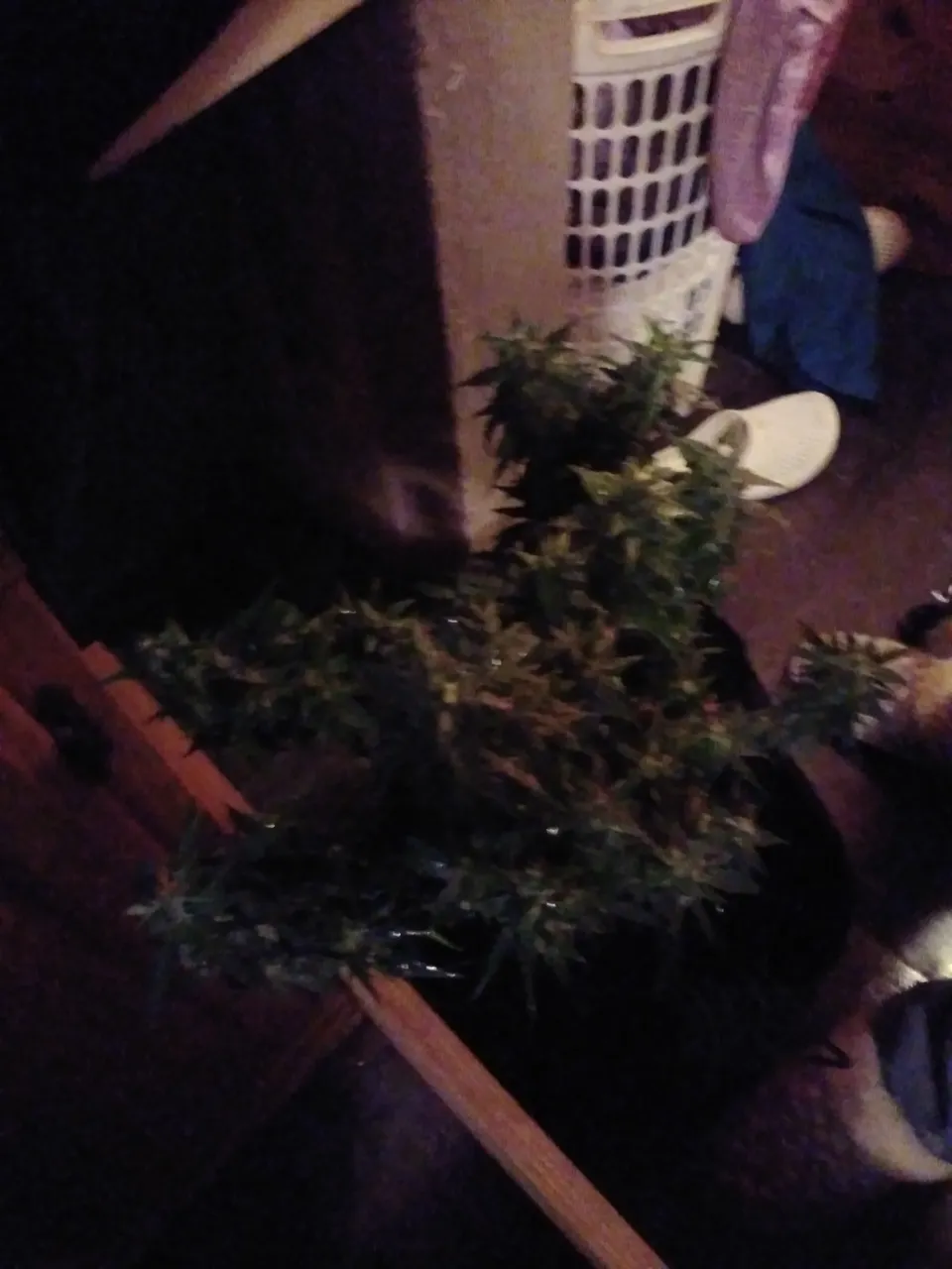 20201215_193152.jpg