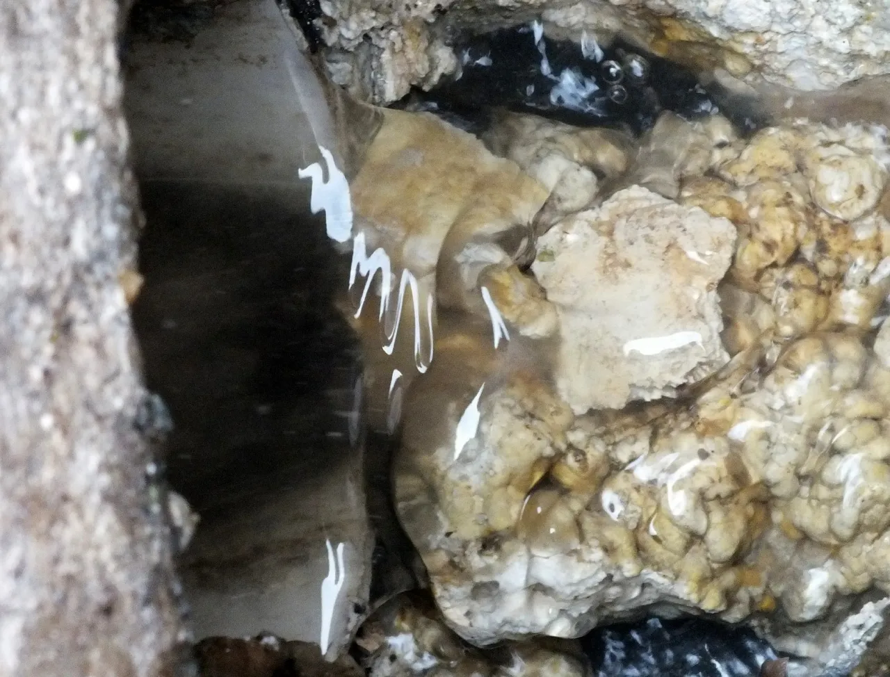 0018Septic12.jpg
