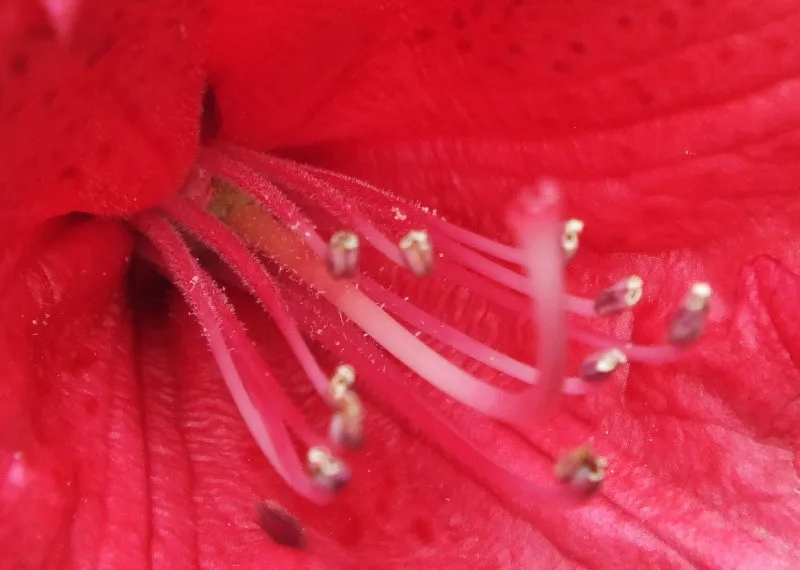 0123RedRhody.jpg
